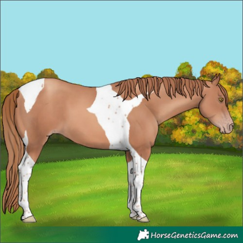 Horse Color:Gold Champagne Tobiano 