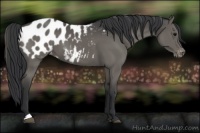 Horse Color:Black Appaloosa 