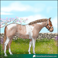 Horse Color:Red Roan Tobiano 