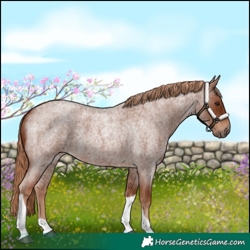 Horse Color:Red Roan Tobiano 