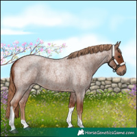 Horse Color:Red Roan Tobiano 