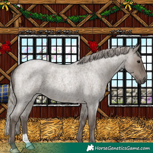 Horse Color:Silver Grullo Roan 