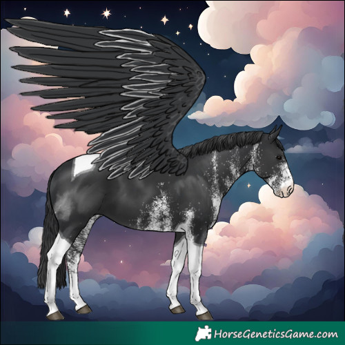 Horse Color:White Spotted Black Tobiano 