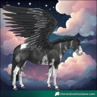 Horse Color:White Spotted Black Tobiano 