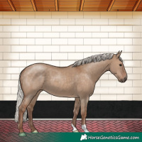 Horse Color:Silver Grullo 