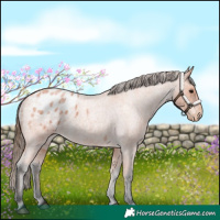 Horse Color:Bay Roan Appaloosa 
