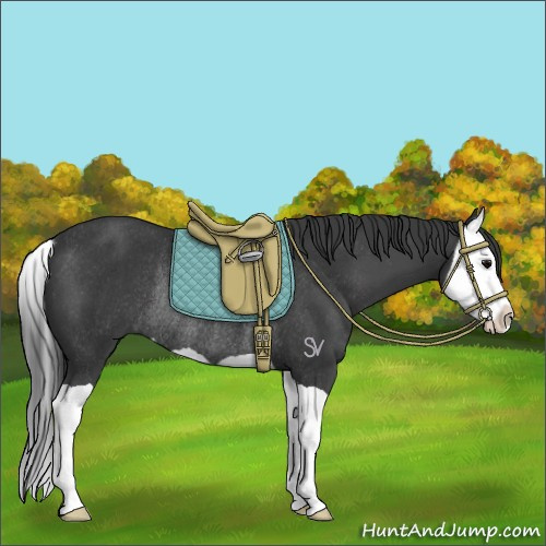 Horse Color:Black Splash Rabicano