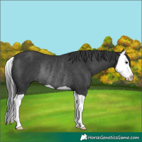 Horse Color:Black Splash Rabicano 