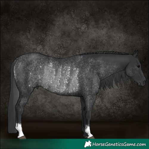 Horse Color:Black Rabicano
