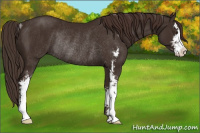 Horse Color:Liver Chestnut Sabino Rabicano 