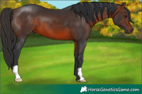 Horse Color:Brown 