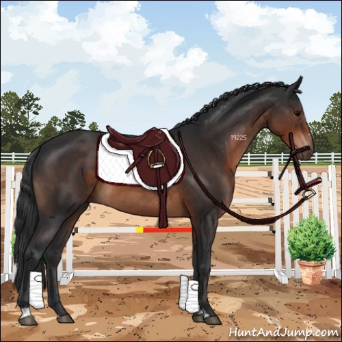 Horse Color:Brown Sabino 