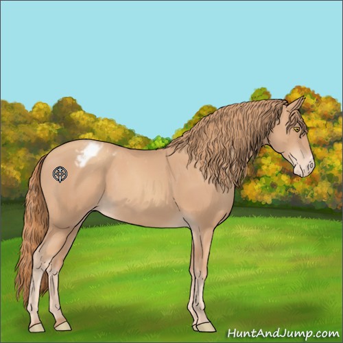 Horse Color:Gold Champagne Varnish