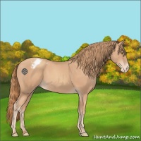 Horse Color:Gold Champagne Appaloosa 
