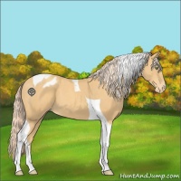 Horse Color:Gold Cream Champagne Tobiano Appaloosa 