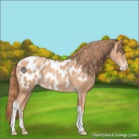 Horse Color:Gold Champagne Appaloosa 