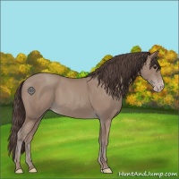 Horse Color:Classic Champagne