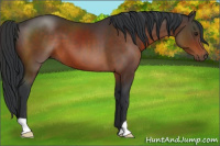 Horse Color:Brown 