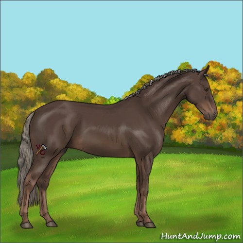 Horse Color:Liver Chestnut Mushroom 