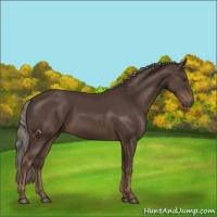 Horse Color:Liver Chestnut Mushroom 