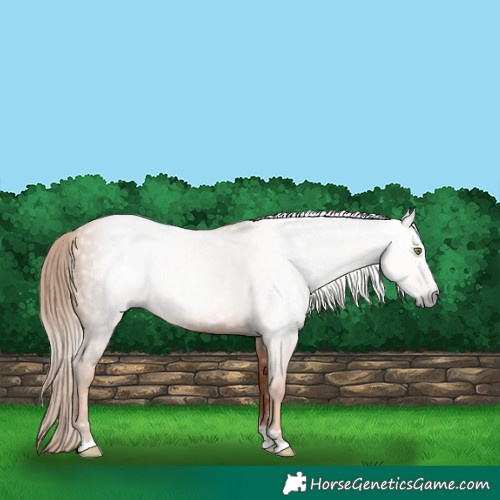 Horse Color:Gray Gold Champagne 
