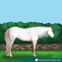 Horse Color:Gray Gold Champagne 
