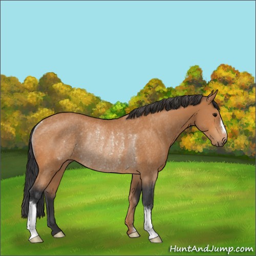 Horse Color:Bay Rabicano 