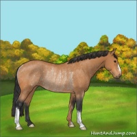 Horse Color:Bay Rabicano 