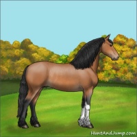 Horse Color:Bay Rabicano