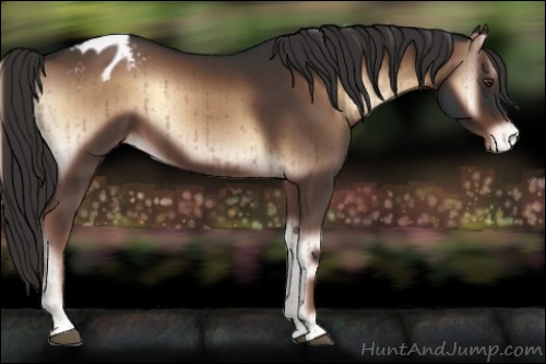 Horse Color:Liver Red Onyx Appaloosa Brindle 