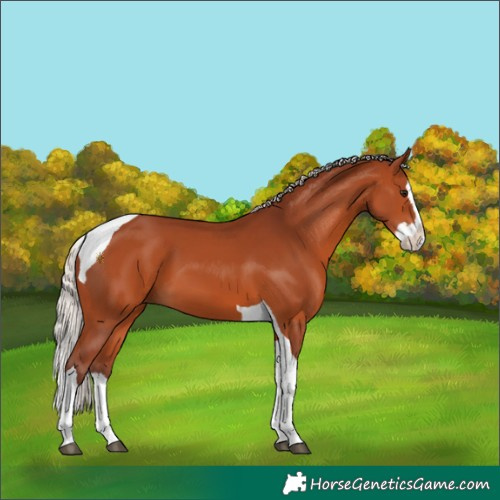 Horse Color:Chocolate Silver Brown Splash Tobiano 