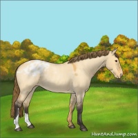 Horse Color:Buckskin Roan Dun Appaloosa Rabicano 