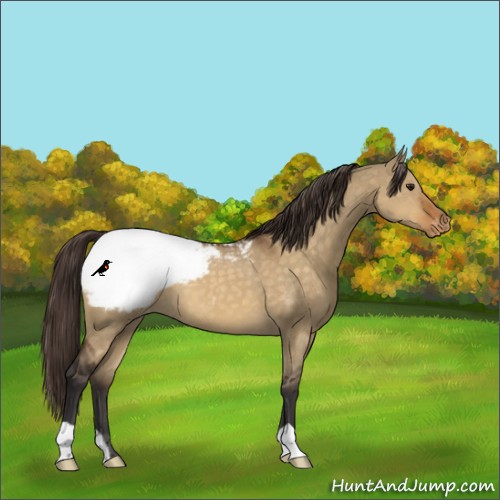 Horse Color:Buckskin Dun Appaloosa