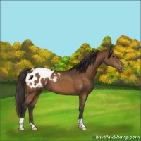 Horse Color:Buckskin Appaloosa 