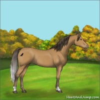 Horse Color:Buckskin Rabicano 