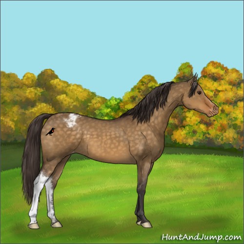Horse Color:Buckskin Dun Appaloosa 