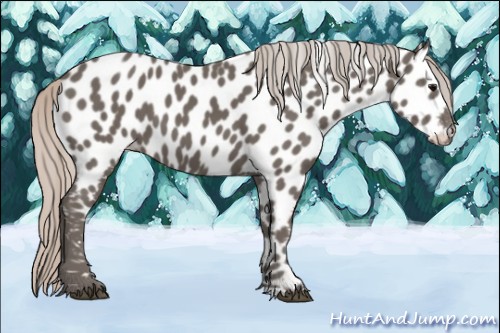Horse Color:Silver Black Appaloosa