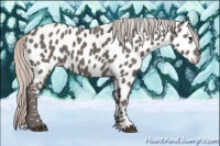 Horse Color:Silver Black Appaloosa 