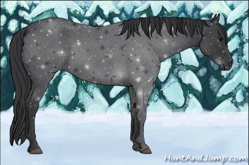 Horse Color:Blue Roan 