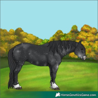 Horse Color:Black 