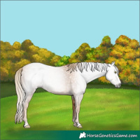Horse Color:Gray Gold Champagne 