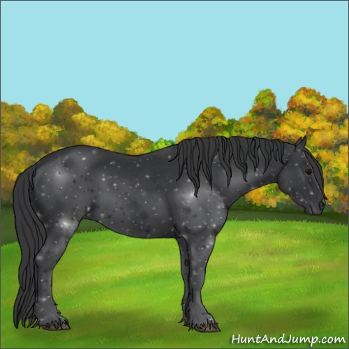 Horse Color:Black 