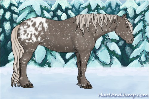 Horse Color:Silver Black Appaloosa