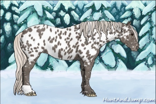 Horse Color:Silver Black Appaloosa 