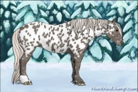 Horse Color:Silver Black Appaloosa 