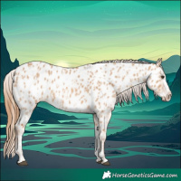 Horse Color:Red Dun Near Leopard  and Red Dun Splash Near Leopard 