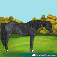Horse Color:Black 