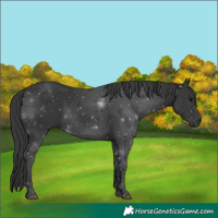Horse Color:Black 