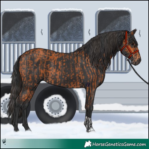 Horse Color:Bay and Black