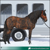 Horse Color:Bay  and Black 